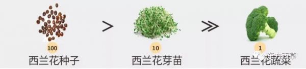 蘿卜硫苷在西蘭花種子中含量是西蘭花菜的10-100倍