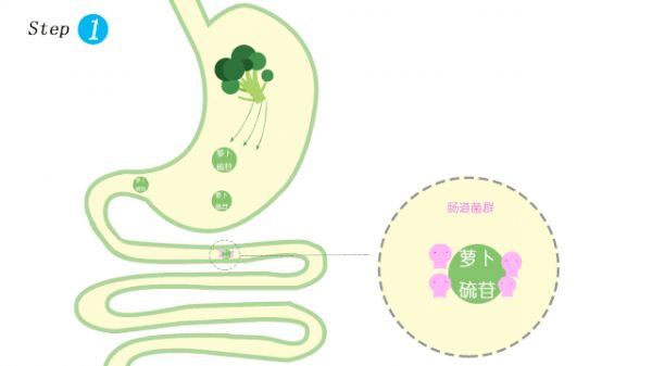蘿卜硫苷被腸道菌群水解為蘿卜硫素