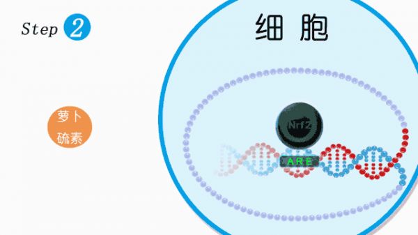 蘿卜硫素激活細(xì)胞保護(hù)開關(guān)Nrf2