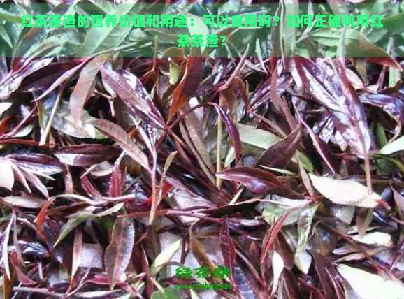 紅茶茶渣的營(yíng)養(yǎng)價(jià)值和用途：可以食用嗎？如何正確利用紅茶茶渣？