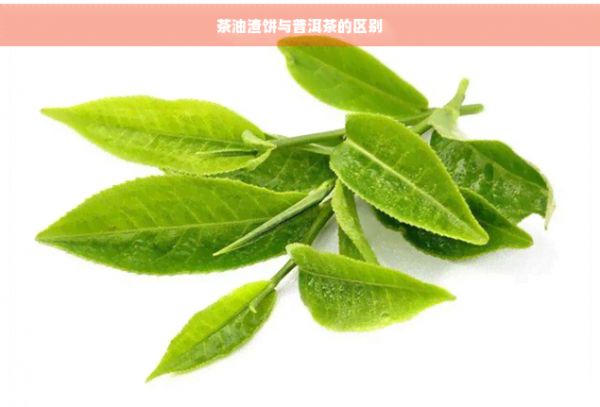 茶油渣饼与普洱茶的区别