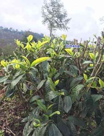 普洱茶做化肥怎么做，創(chuàng)新農(nóng)業(yè)實(shí)踐：怎樣用普洱茶制作高效肥料？