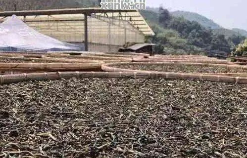 普洱茶渣作花肥
