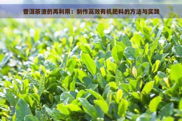 普洱茶渣的再利用：制作高效有机肥料的方法与实践