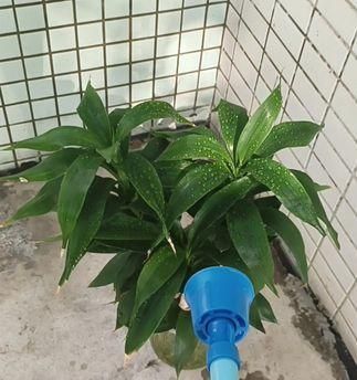 可樂澆花真的好嗎（探究可樂澆花的真相與科學(xué)道理）