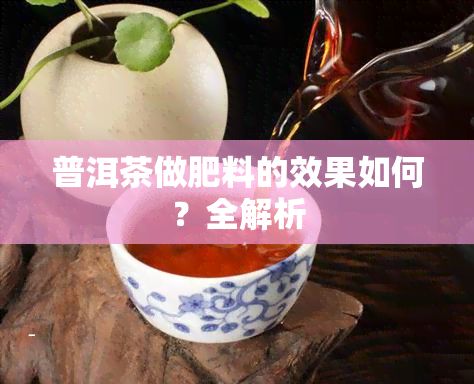 普洱茶做肥料的效果如何？全解析