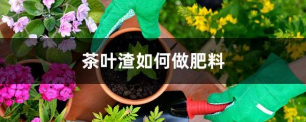 茶葉渣如何做肥料
