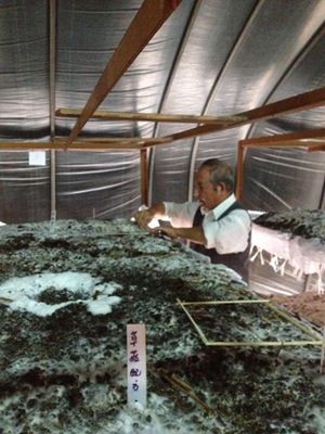 廢棄樹枝和茶葉殘?jiān)梆B(yǎng)”出食用菌