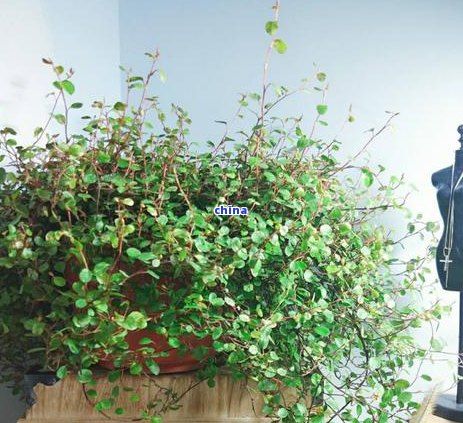茶叶渣如何做肥料