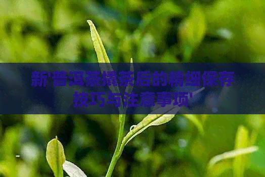新'普洱茶撬茶后的精细保存技巧与注意事项'