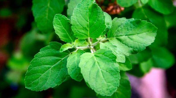 圣羅勒的功效與作用:感受其無與倫比的健康益處
