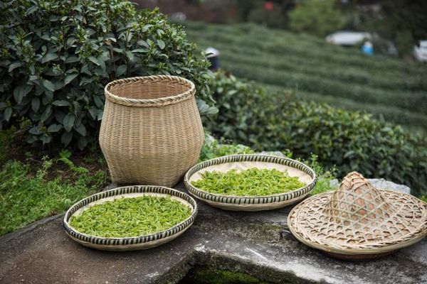 茶多酚有多好？想了解茶多酚，看这篇就够了