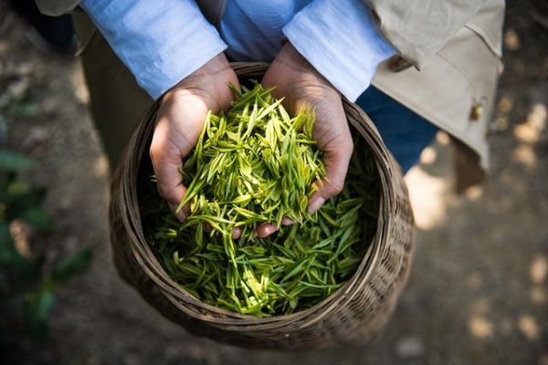 茶多酚有多好？想了解茶多酚，看这篇就够了