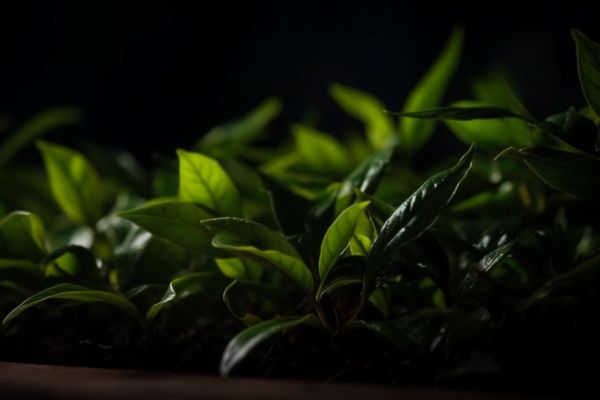 茶多酚