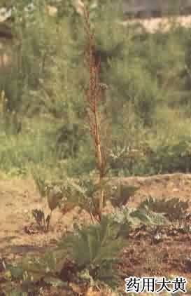 藥用大黃