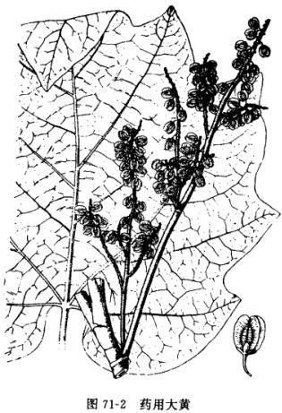 藥用大黃