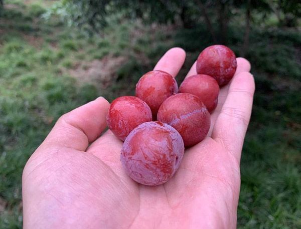 紅葉李能吃嗎？紅葉李果實營養(yǎng)價值