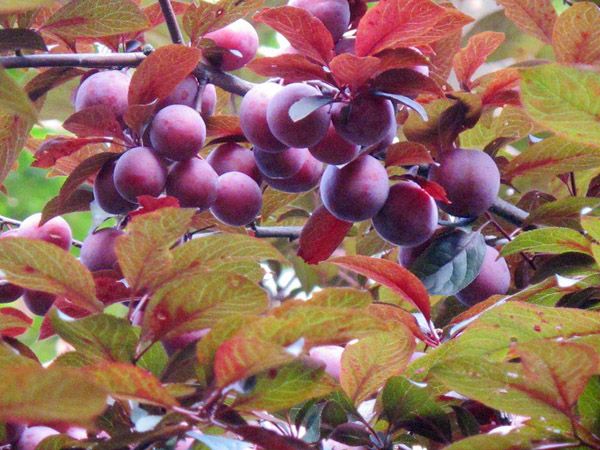 紅葉李能吃嗎？紅葉李果實營養(yǎng)價值