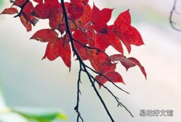 楓香樹果實的功效和作用