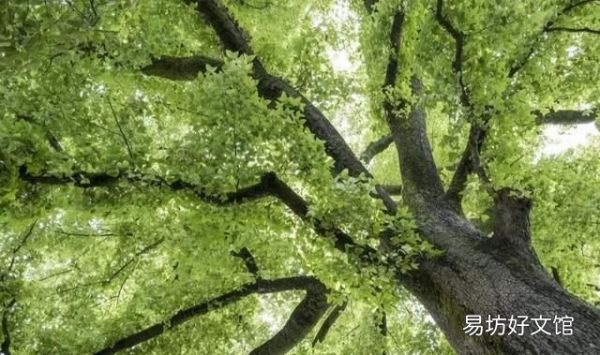 楓香樹果實的功效和作用