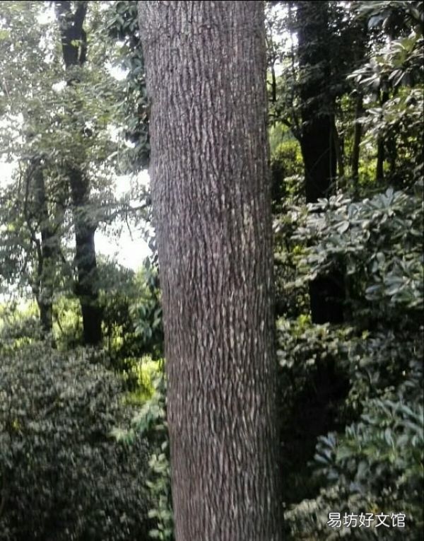 楓香樹果實的功效和作用