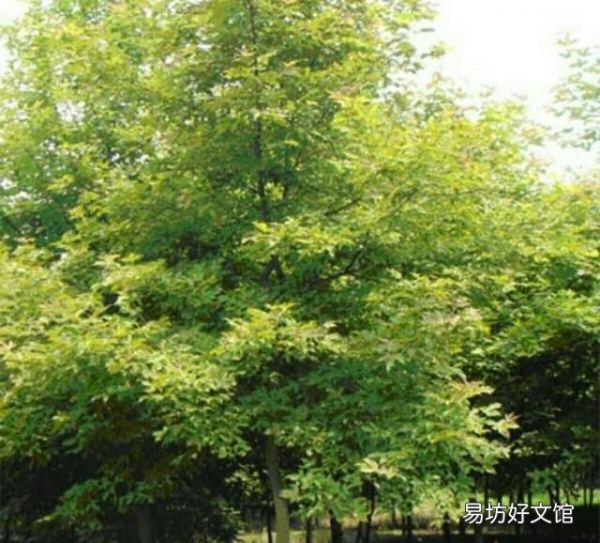 楓香樹果實的功效和作用