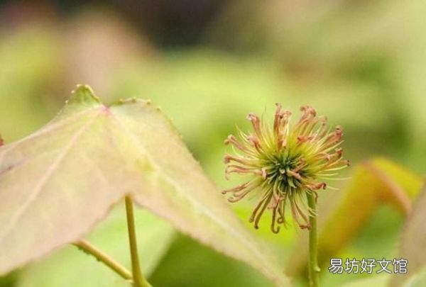 楓香樹果實的功效和作用