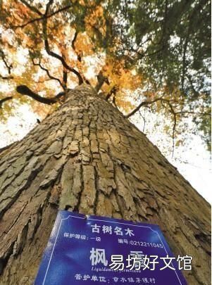 楓香樹果實的功效和作用