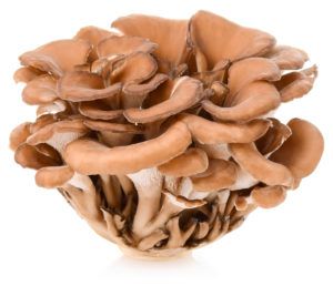 mushroom-300x258