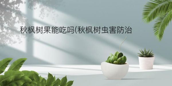 秋楓樹(shù)果能吃嗎(秋楓樹(shù)蟲(chóng)害防治)