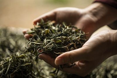 元寶楓茶葉