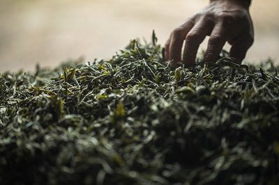 元寶楓茶葉