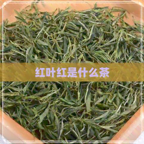 紅葉紅是什么茶