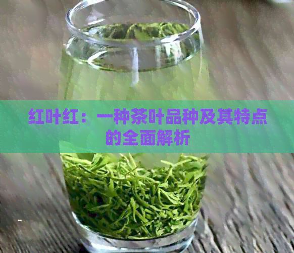 紅葉紅：一種茶葉品種及其特點(diǎn)的全面解析