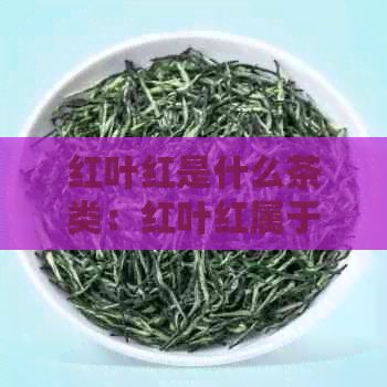 紅葉紅是什么茶類：紅葉紅屬于什么類型的茶？紅葉茶的種類有哪些？