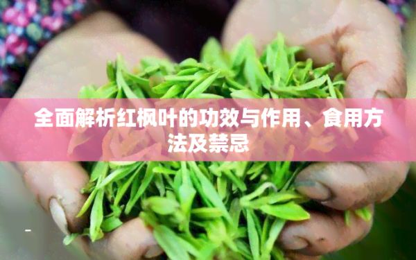 全面解析红枫叶的功效与作用、食用方法及禁忌