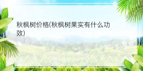 秋枫树价格(秋枫树果实有什么功效)