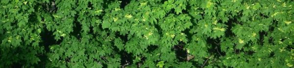 楓樹是被子植物的重要代表（探究楓樹的分類與特征）