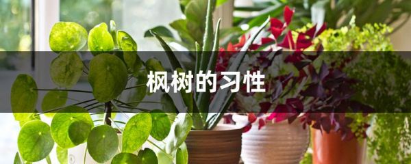 楓樹(shù)的習(xí)性
