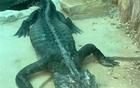 廣州動(dòng)物園一條鱷魚瘦得“皮包骨頭”？園方回應(yīng)