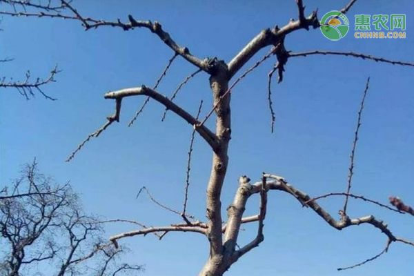 桃樹冬季如何管理？-圖片版權(quán)歸惠農(nóng)網(wǎng)所有