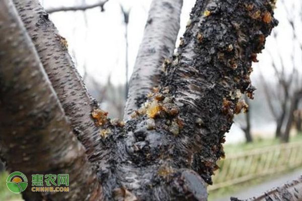 桃樹冬季如何管理？-圖片版權(quán)歸惠農(nóng)網(wǎng)所有