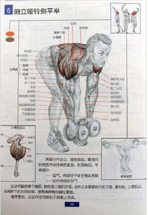 全身肌肉健身计划