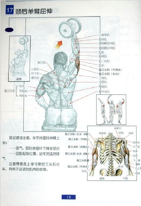 全身肌肉健身计划