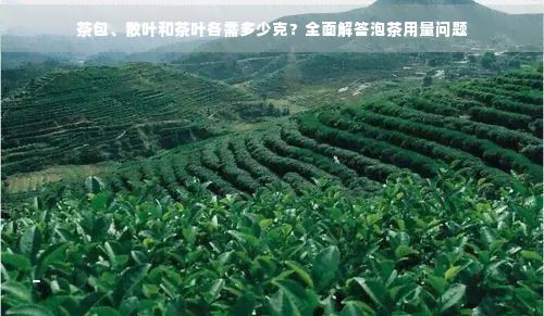 茶包、散叶和茶叶各需多少克？全面解答泡茶用量问题