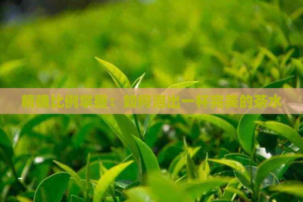 精確比例掌握：如何泡出一杯完美的茶水