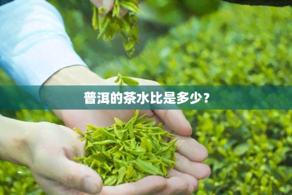 普洱的茶水比是多少？
