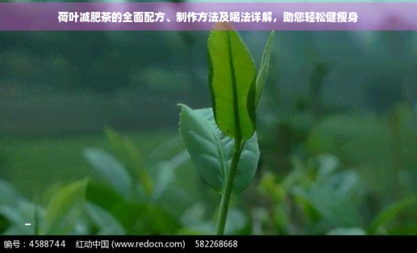 荷叶减肥茶的全面配方、制作方法及喝法详解，助您轻松健瘦身