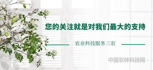 教你两种柿子醋的简单做法，好喝健康还能美容减肥（请收藏）