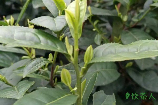碧螺春几月份出新茶，碧螺春新茶是什么季节(每年春季产茶)